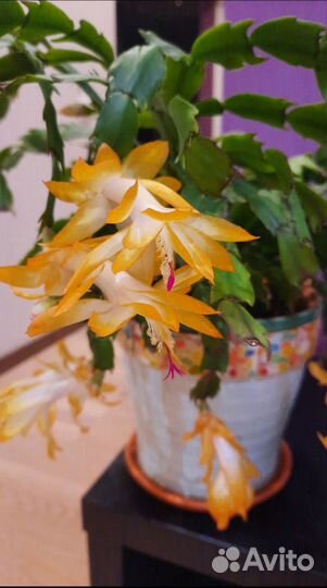 Декабрист желтый