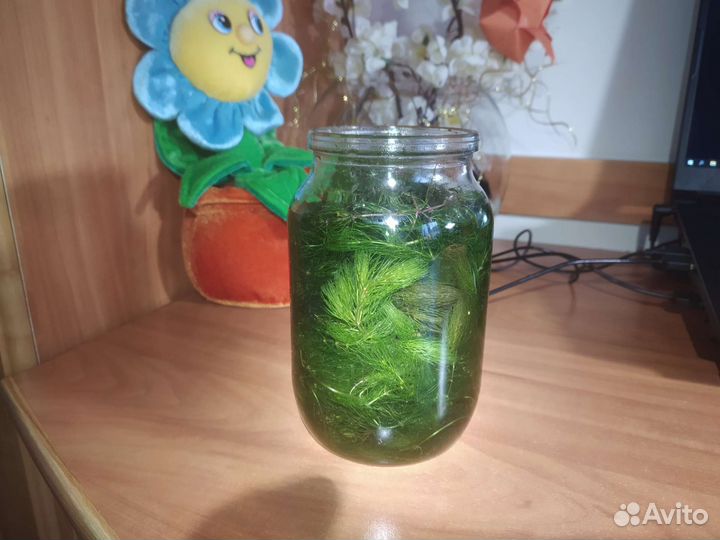Аквариумное растение роголистник