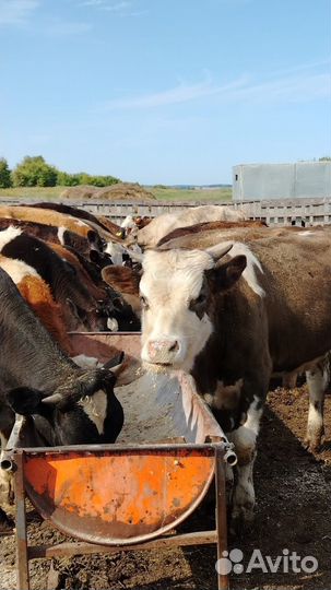 Бычки и телки