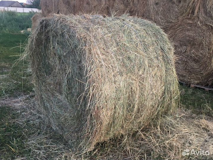 Продам сено в рулонах