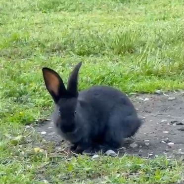 Кролики 4 шт