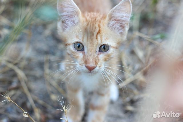 Рыжий котенок