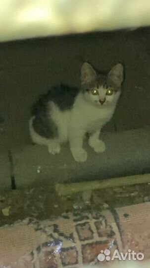 Кошка