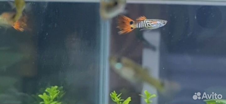 Гуппи 10шт