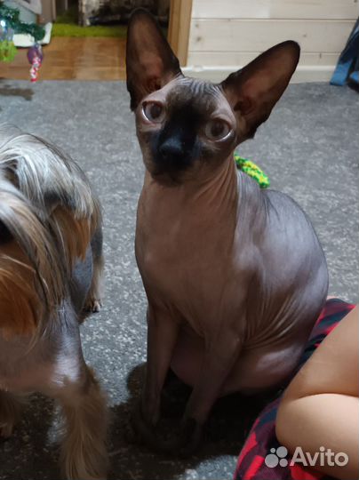 Канадский сфинкс