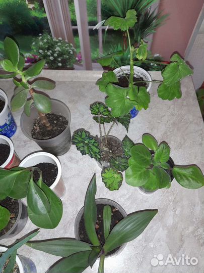 Комнатные цветы