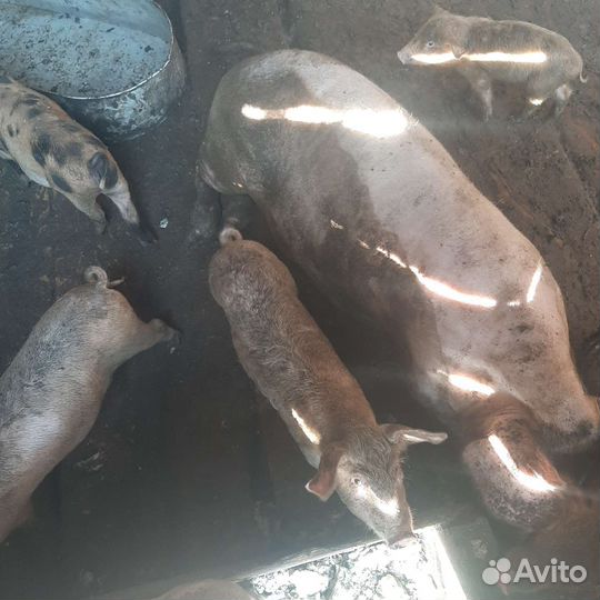 Поросята и свинья