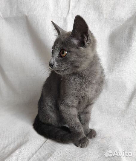 Котенок мальчик