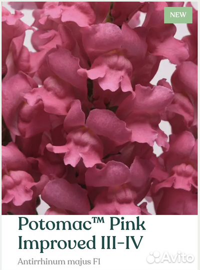 Рассада львиного зева Potomac