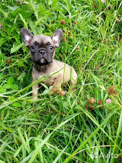 Щенки французского бульдога