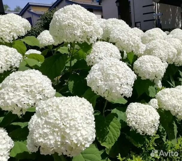 Гортензия Аннабель