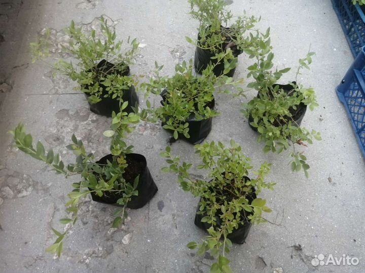 Черника садовая 