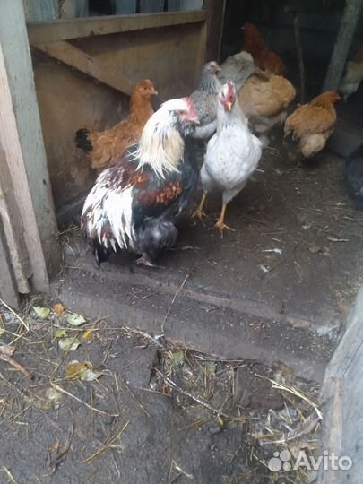 Куры молодки