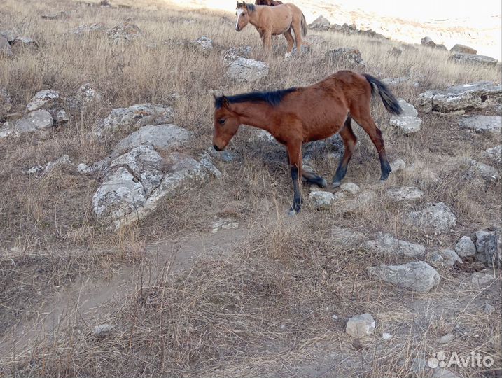 Жеребец и жеребята
