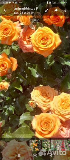 Розы флорибунда 6 сортов