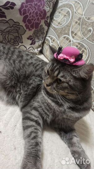 Шотландская кошечка/Вязка