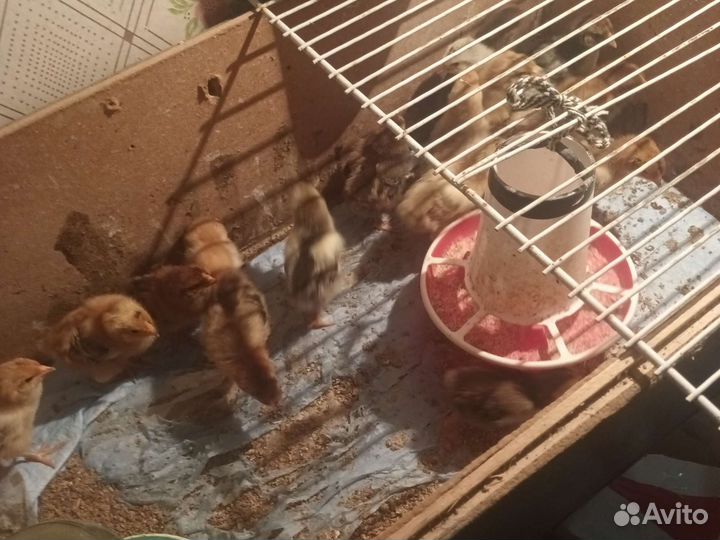 Цыплята продаются от мясояичных кур