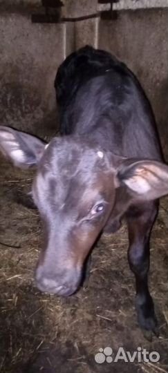 Теленок 2 месяца