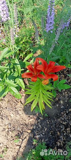 Лилия с луковицей