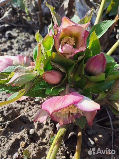 Морозник восточный