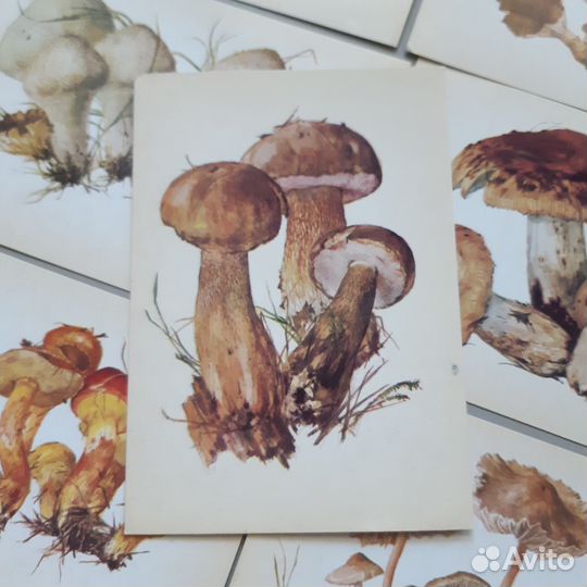Винтажные открытки Грибы