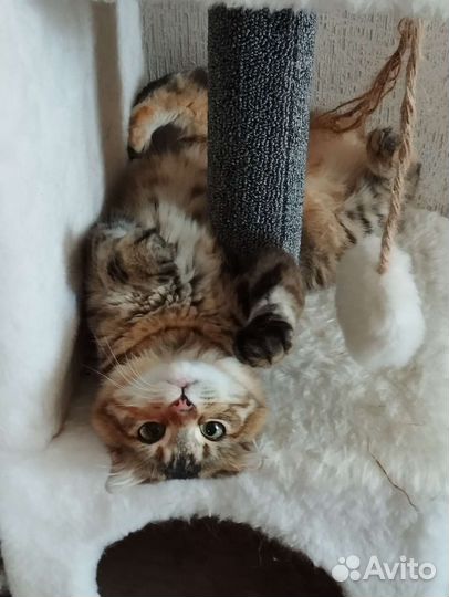 Домашние животные котята