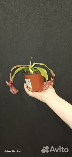 Непентес хищное растение