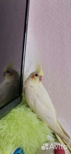 Попугай корелла с клеткой