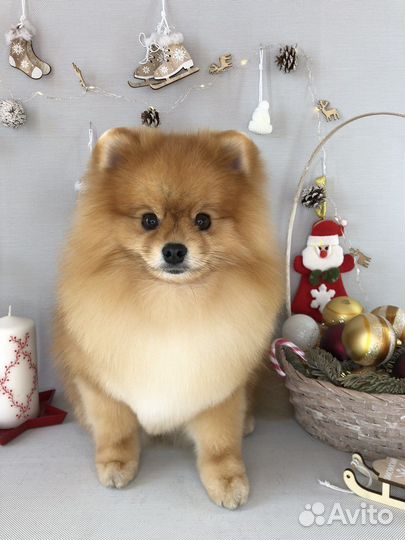 Стрижка собак