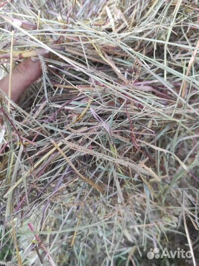 Сено луговое