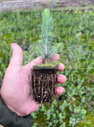 Голубая ель зкс сеянцы