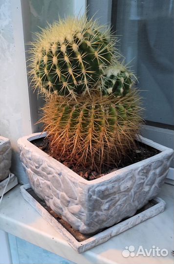 Кактусы и суккуленты - растения, детки, черенки 2