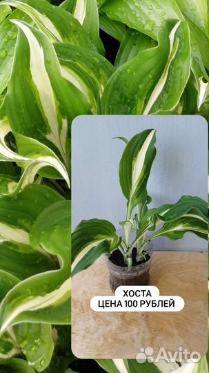 Садовые многолетние почвопокровные цветы