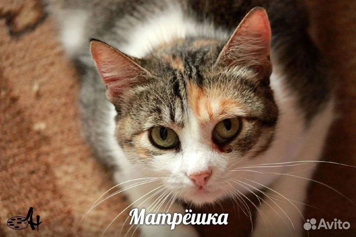 Ищем дом кошечке Матрешке