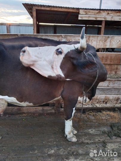 Коровы, быки, телята