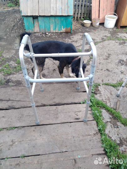Ходунки и тросточка