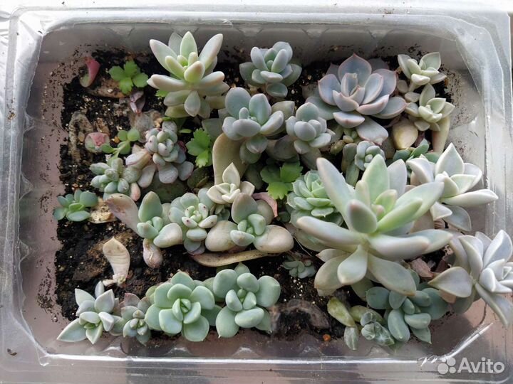 Букет из суккулентов