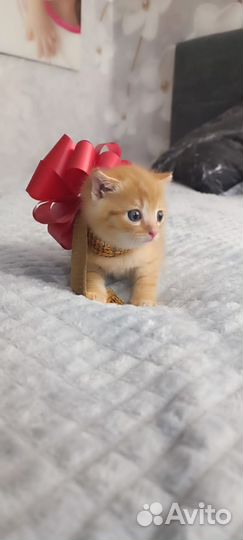 Кошка в дар бесплатно