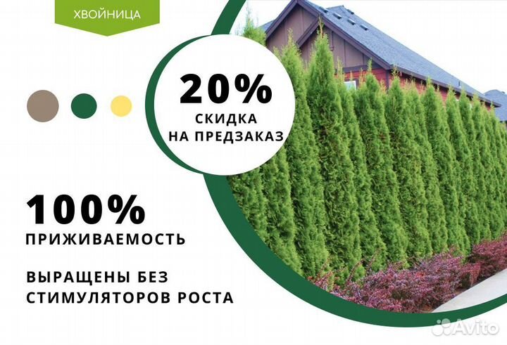 Туя для изгороди