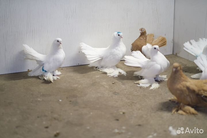 Продам голубей