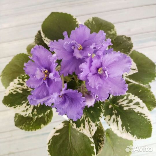 Цветущие фиалки.Детки фиалок сенполий