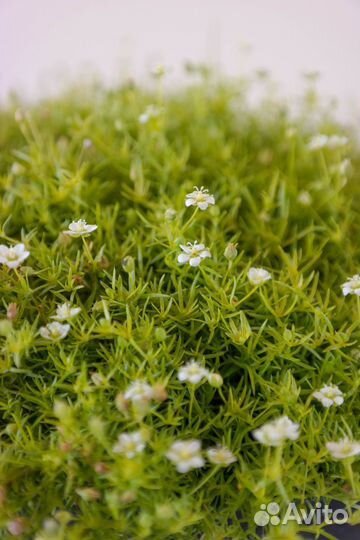 Мшанка шиловидная 