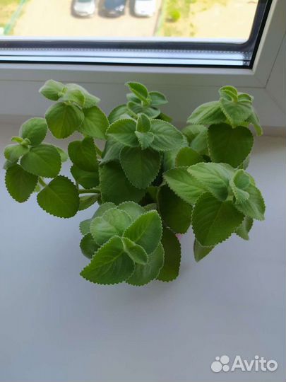 Мята домашняя