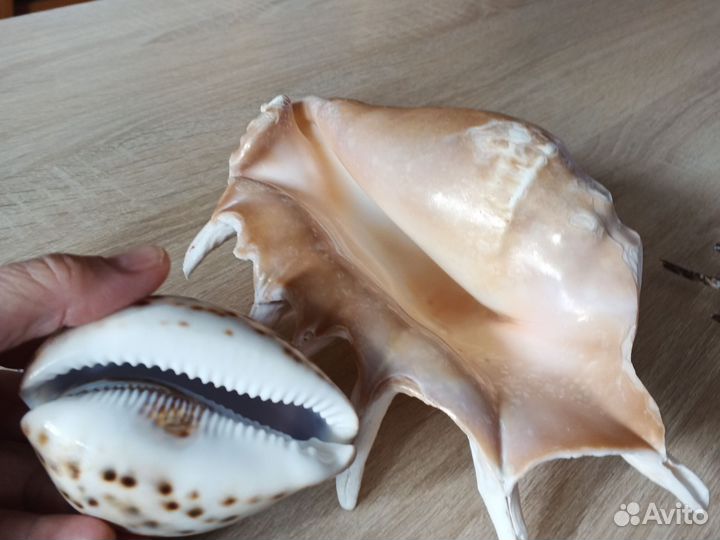 Морские ракушки раковины большие