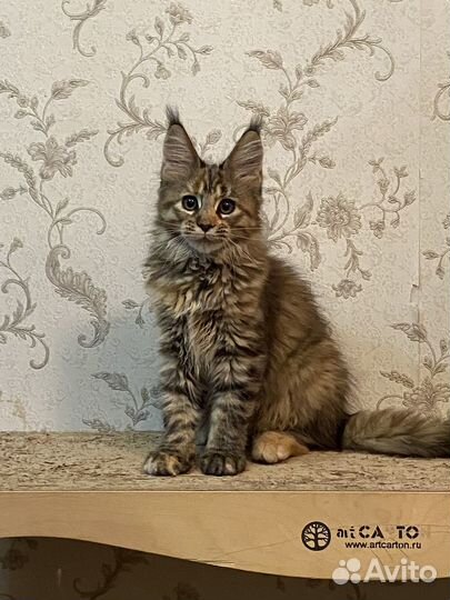 Котята мейн-кун
