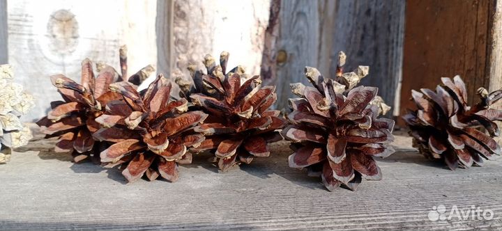 Шишки сосновые