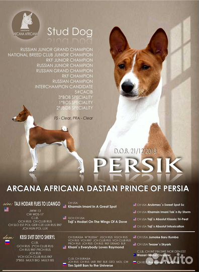 Кобели басенджи для вязок