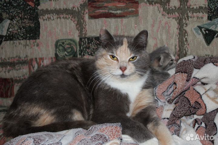 Отдам в добрые руки маленькую