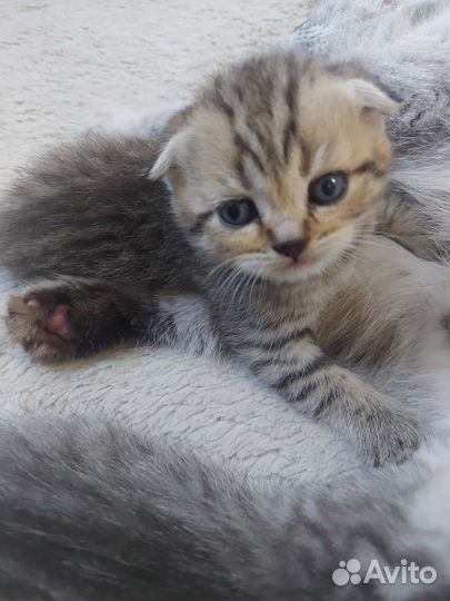 Шотландская вислоухая кошка