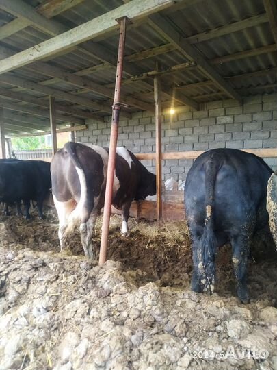 Бычки мясной породы 2 г